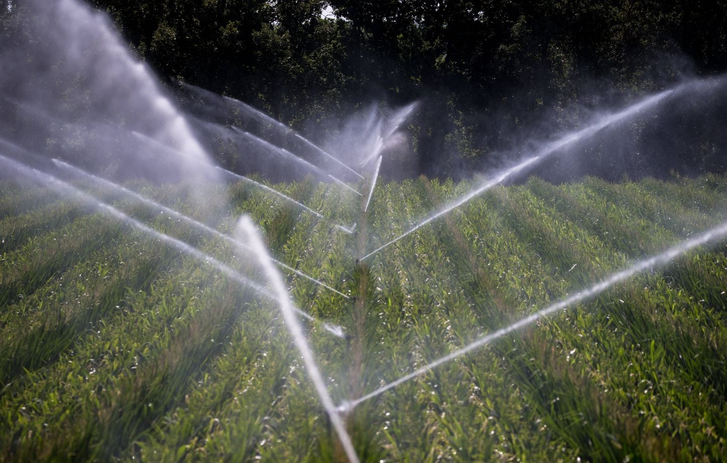 ¿La ley de emergencia agrícola “tomará como rehén al agua” en beneficio de la agricultura? ¿La ley de emergencia agrícola “tomará como rehén al agua” en beneficio de la agricultura?